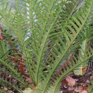 Drynaria coronans
