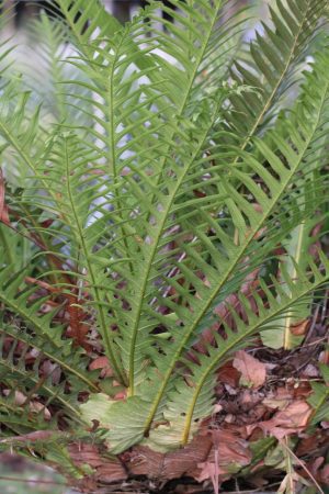 Drynaria coronans