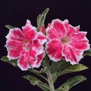 Adenium obesum 'Pink Dragon' (Please email us for availability)