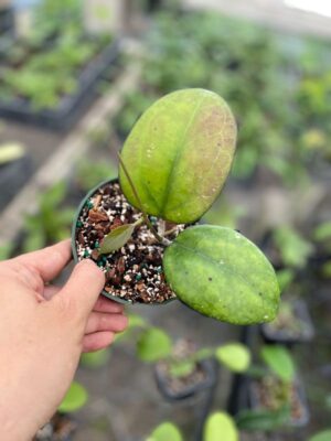 Hoya 'Joy' (4" pot) - Image 2