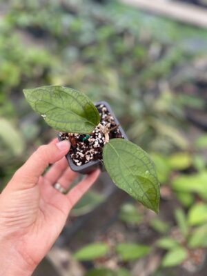 Hoya 'Tequila Sunrise' MB-1280-H (2.5" pot) - Image 6