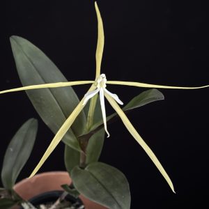 Epidendrum nocturnum - Night Fragrant Epidendrum (contact us for availability)