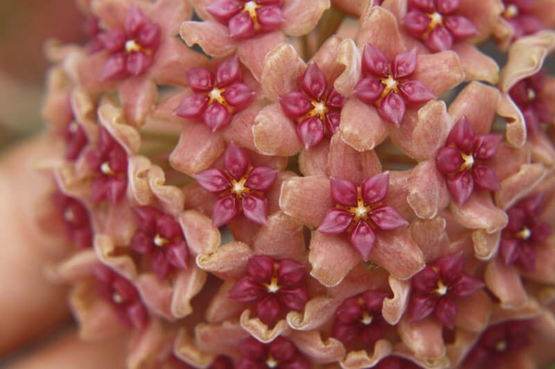 Hoya aldrichii IML 1418 (5