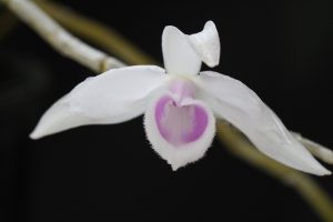 Dendrobium anosmum 'Semi-alba /light color' 4" pots
