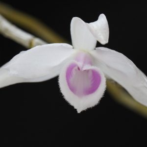 Dendrobium anosmum 'Semi-alba /light color' 4" pots