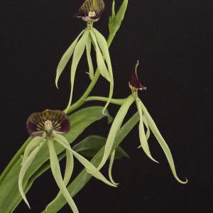 Encyclia cochleata - Clamshell orchid (Please, email us for availability)