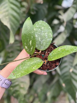 Hoya verticillata (pink flowers/some splash) (4" pot) (dollar add-on) (ONE add-on PER PERSON, extras WILL be removed from order) - Image 2