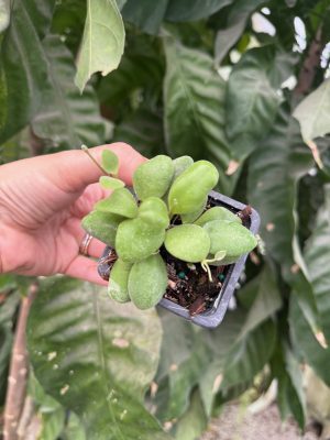 Hoya pallilimba (2.5" pot) (dollar add-on) (ONE add-on PER PERSON, extras WILL be removed from order) - Image 2