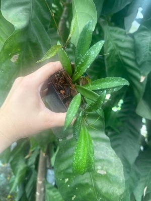 Hoya lucyae (2.5" pot) (dollar add-on) (ONE add-on PER PERSON, extras WILL be removed from order) - Image 2