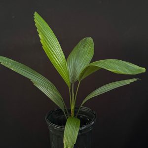 Licuala grandis (6" pot)