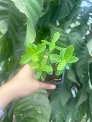Hoya cumingiana (2.5" pot) (dollar add-on) (ONE add-on PER PERSON, extras WILL be removed from order) - Image 2
