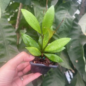 Hoya litoralis (Ted Green) (2.5" pot) (dollar add-on) (ONE add-on PER PERSON, extras WILL be removed from order)
