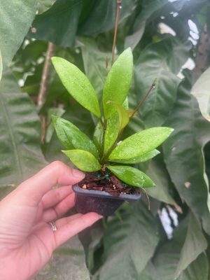Hoya litoralis (Ted Green) (2.5" pot) (dollar add-on) (ONE add-on PER PERSON, extras WILL be removed from order)