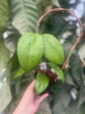 Hoya 'Noelle' (4" pot) - Image 2