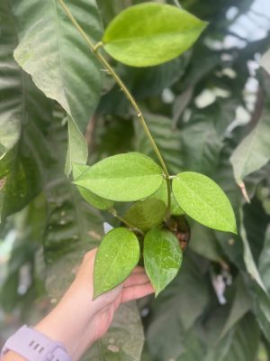 Hoya patcharawalai 023 (aka icensis) (4" pot) - Image 2