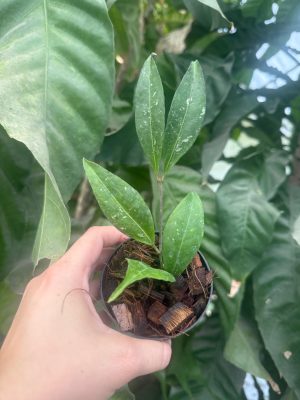 Hoya amicabilis (3" pot) (mature to bloom) - Image 2