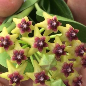 Hoya cumingiana (2.5" pot) (dollar add-on) (ONE add-on PER PERSON, extras WILL be removed from order)