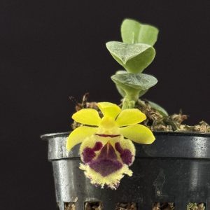 Haraella retrocalla (2" pot) (Please, email us for availability)