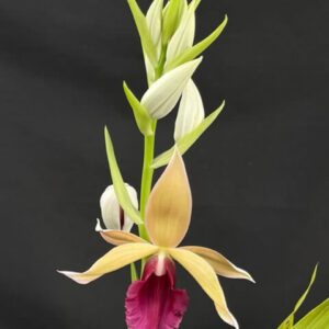 Lámina Botánica Orquídea, siglo XIX - Almacén Alquián Hóptimo