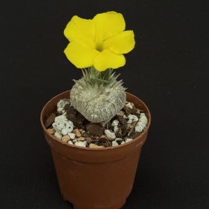 Pachypodium brevicaule (2" pot)