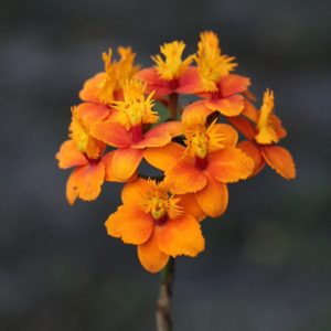 Epidendrum sp. 'Salmon'