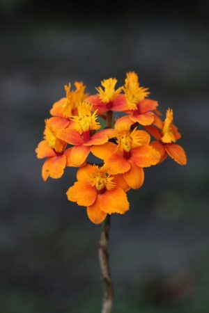 Epidendrum sp. 'Salmon'