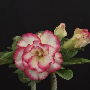 Adenium obesum 'Ploy Sakorn' (6" pot) (Please, email us for availability)