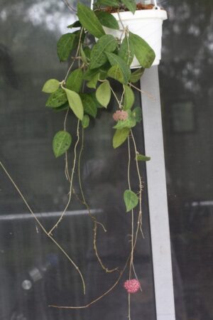 Hoya paulshirleyi (3" pot) - Image 9