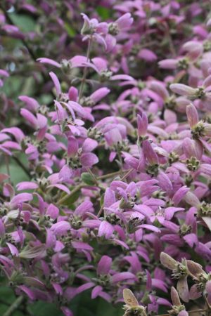 Congea tomentosa - Shower of Orchids Vine (4" pot)