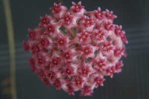 Hoya paulshirleyi (3" pot) - Image 6