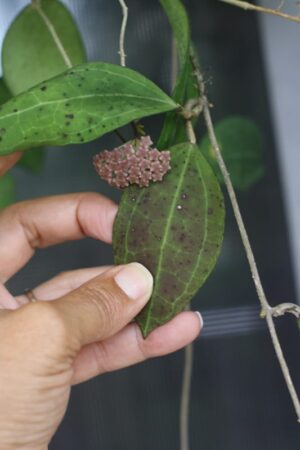Hoya paulshirleyi (3" pot) - Image 8