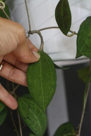 Hoya paulshirleyi (3" pot) - Image 7