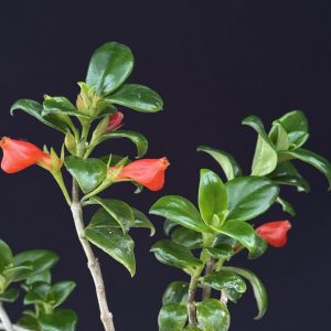 Nemathanthus 'Christmas Holly' (Please, email us for availability)