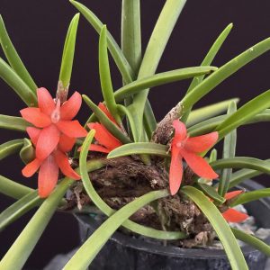 Ceratostylis rubra/ retisquama (contact us for availability)