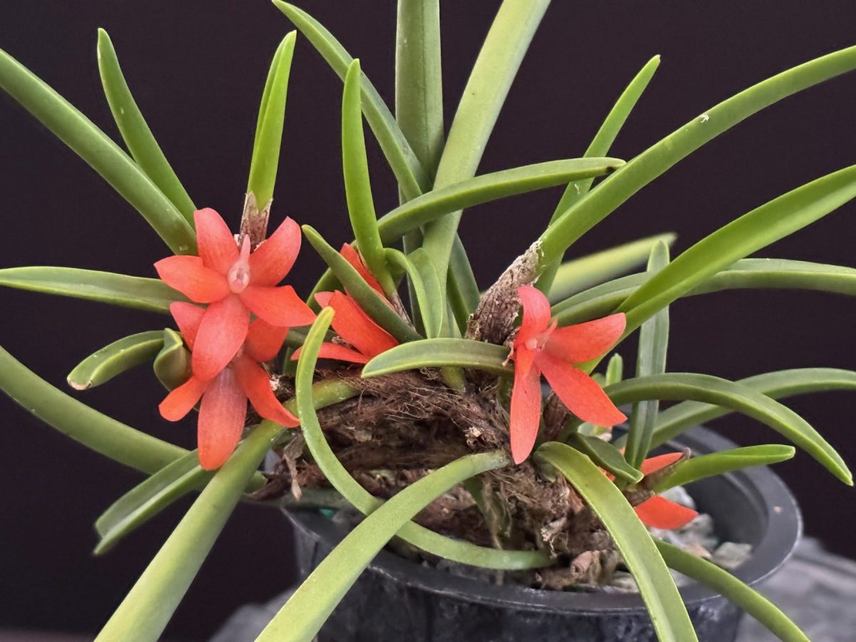 Ceratostylis rubra/ retisquama (contact us for availability)