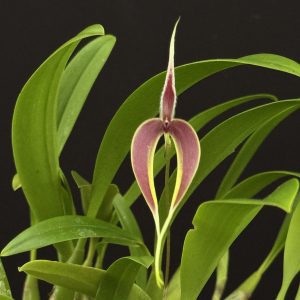Bulbophyllum masdevalliaceum (Please, email us for availability)
