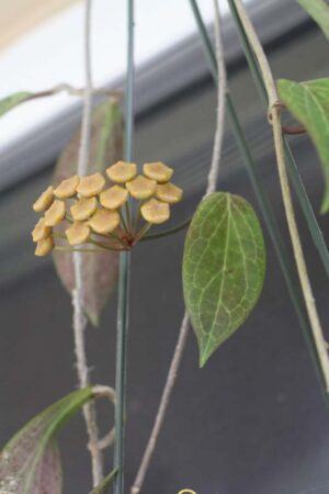 Hoya soligamiana (4" pot) - Image 15