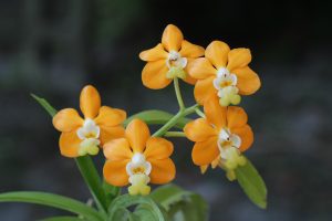 Vanda denisoniana var. orange (5" pots)