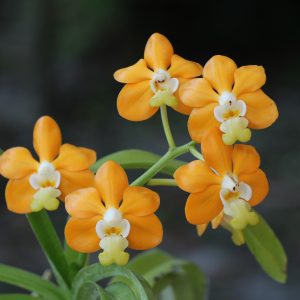Vanda denisoniana var. orange (5" pots)