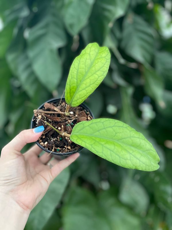 Hoya 'Golden Eye' (4" pot) - Image 2