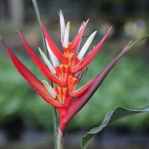 Heliconia stricta 'Firebird' - Dwarf Jamaican Heliconia (Email for availability)