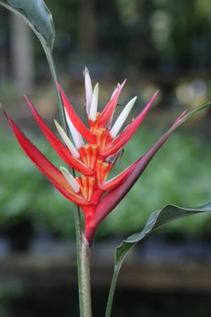 Heliconia stricta 'Firebird' - Dwarf Jamaican Heliconia (Email for availability)