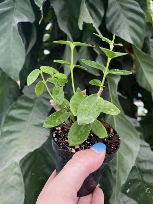 Hoya cumingiana (2.5" pot) - Image 4