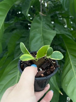 Hoya heuschkeliana (outer-variegated) (3" pot)