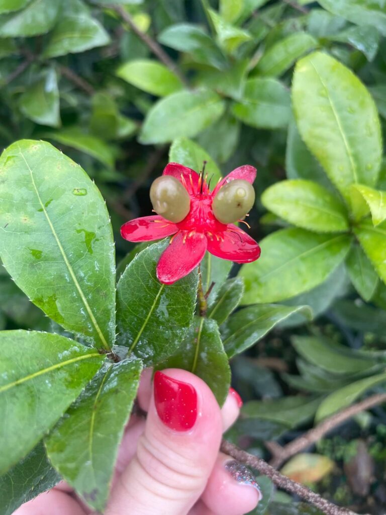 Ochna integerrima Yellow Mai flower (semidouble) (6″ pot) Gardino