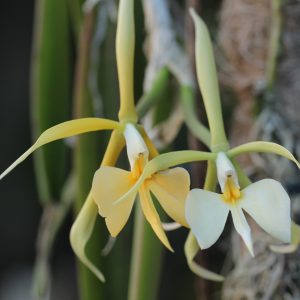 Epidendrum parkinsonianum