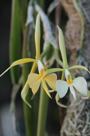 Epidendrum parkinsonianum