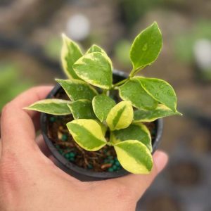 Hoya heuschkeliana (outer-variegated) (3" pot)
