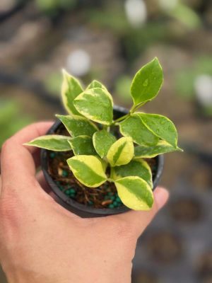 Hoya heuschkeliana (outer-variegated) (3" pot)