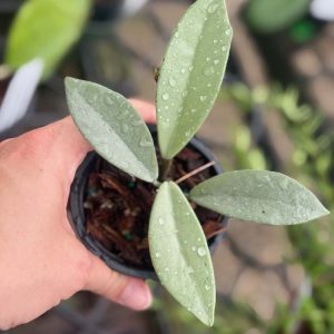 Hoya carnosa ‘Wilbur Graves’ (silver) (3″ pot)